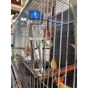 Ver imagem 2 de 10 Bebedouros Vidro Fino Liso Com Tampa P Pássaros