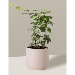 Vaso Cachepô de Cerâmica para Plantas Creme PEQ - 5
