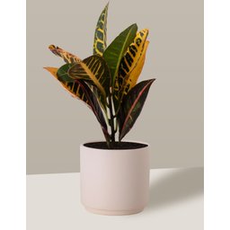Vaso Cachepô de Cerâmica para Plantas Creme PEQ - 1