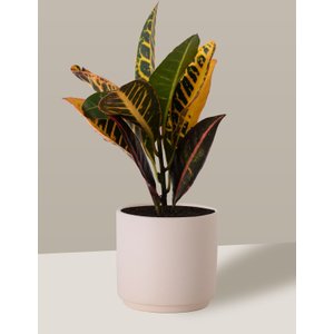 Vaso Cachepô de Cerâmica para Plantas Creme PEQ