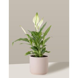Vaso Cachepô de Cerâmica para Plantas Creme PEQ - 4