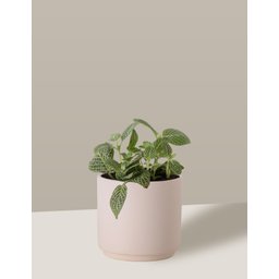 Vaso Cachepô de Cerâmica para Plantas Creme PEQ - 6