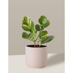Vaso Cachepô de Cerâmica para Plantas Creme PEQ - 3