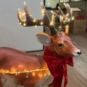 Ver imagem 4 de Treno Papai Noel Rena Natal Realista Som LED Loja Shopping Movimento Musica Natalina Cenario Festa e