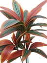 Ver imagem 2 de Planta Artificial Dracena Bronze 1,30 Metros de Altura