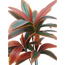 Ver imagem 2 de Planta Artificial Dracena Bronze 1,30 Metros de Altura