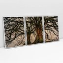 Ver imagem 1 de Kit Quadro Decorativo 3 Telas Canvas Arvore da Vida e Suas Raízes Tacolado Moldura Flutuante 4,5cm B
