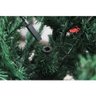 Arvore Natal Real 180cm com 750 Galhos Pé de Ferro Sodalita - 4