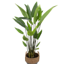 Ver imagem 3 de Canadobrejo em Pote Pvc -120cm | Formosinha