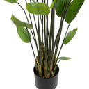 Ver imagem 2 de Canadobrejo em Pote Pvc -120cm | Formosinha