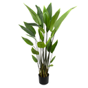 Ver imagem 1 de Canadobrejo em Pote Pvc -120cm | Formosinha