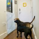 Ver imagem 2 de Portão para Pets 80x90 Cm Branco