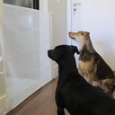 Ver imagem 3 de Portão para Pets 80x90 Cm Branco