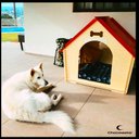 Ver imagem 3 de Casa de Madeira para Cachorro Cães de Porte Grande - Bolt - Marrom