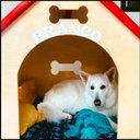 Ver imagem 5 de Casa de Madeira para Cachorro Cães de Porte Grande - Bolt - Marrom