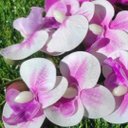 Ver imagem 7 de Flor Artificial Orquídea Branca 1 Galho 55cm