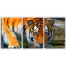 Quadro Decorativo 68x126 tigre bebendo água - 1