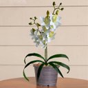 Ver mais imagens de Kit 4 Orquídeas Dançantes Brancas Artificiais 60cm Flores Decorativas Toque Real Luxo