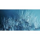 Ver imagem 1 de Quadro Decorativo Sala Floral Dente de Leao