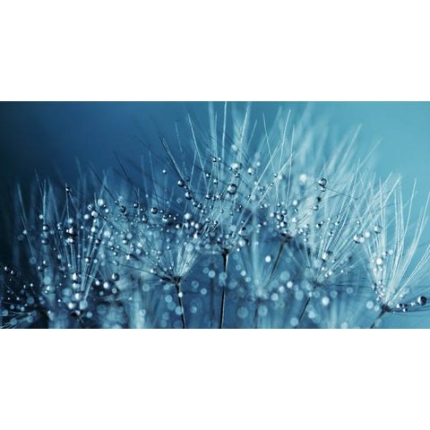 Quadro Decorativo Sala Floral Dente de Leao