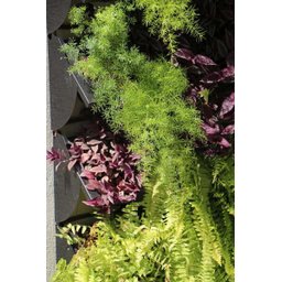 Kit Jardim Vertical 4 Módulos + Irrigação - 11