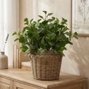 Ver imagem 1 de Kit 15 Peperômias Artificiais 65cm Folhagem Decorativa Realista