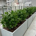Ver mais imagens de Kit 15 Peperômias Artificiais 65cm Folhagem Decorativa Realista