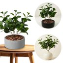 Ver imagem 6 de Kit 15 Peperômias Artificiais 65cm Folhagem Decorativa Realista