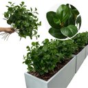 Ver imagem 7 de Kit 15 Peperômias Artificiais 65cm Folhagem Decorativa Realista