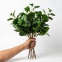 Ver imagem 3 de Kit 15 Peperômias Artificiais 65cm Folhagem Decorativa Realista