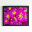 Ver imagem 1 de Quadro Crisântemo Rosa Foto Flores Moldura Preta 60x40cm