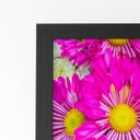 Ver imagem 2 de Quadro Crisântemo Rosa Foto Flores Moldura Preta 60x40cm
