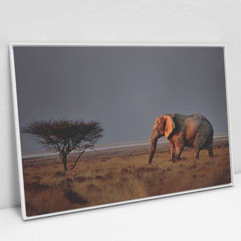 Quadro Decorativo em Canvas Elefante na Savana - Moldura Branca - 60 x 40cm
