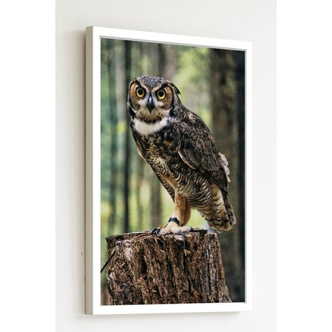 Quadro Decorativo Foto Coruja Tronco Árvore - 70x50cm:moldura Branca
