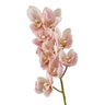 Orquídea Cymbidium 72 cm Rosa Claro - 1