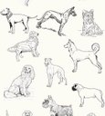 Ver imagem 1 de Papel De Parede Animais Para Petshop Com Fundo Branco