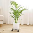 Ver imagem 6 de Kit 2 Suportes com Rodinhas para Vasos Plantas Botijão 30cm Lara Schmitt Cromado