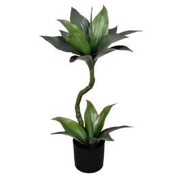 Pl Dracena X2 no Pote Verde - 1