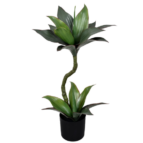 Pl Dracena X2 no Pote Verde