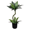 Pl Dracena X2 no Pote Verde - 1