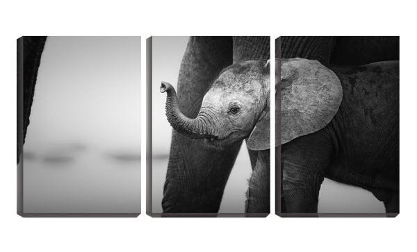 Quadro canvas 55x110 pequeno elefante perto da mãe pb - 1