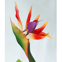 Ver imagem 4 de Planta Folhagem Estrelicia com 3 Flores P/vaso Decorativo Real