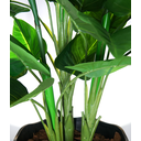 Ver imagem 3 de Planta Folhagem Estrelicia com 3 Flores P/vaso Decorativo Real