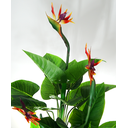 Ver imagem 2 de Planta Folhagem Estrelicia com 3 Flores P/vaso Decorativo Real