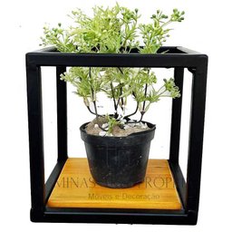 Suporte Plantas prateleiras Parede P/ 4 Vasinhos Super Promoção MINAS ARTE PRÓPRIA 4 suportes - 3