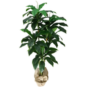 Ver imagem 1 de Árvore Planta Verde Artificial Dracena Volumosa Luxo 158cm