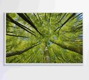 Ver imagem 6 de Quadro Árvores - 90x60 Cm - Tecido Canvas