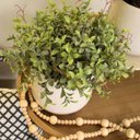 Ver imagem 1 de Arranjo Peperomia com Pó no Vaso Bretagne Branco | Essência Singular Formosinha