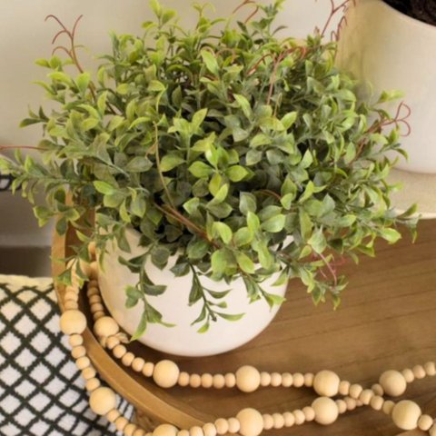 Arranjo Peperomia com Pó no Vaso Bretagne Branco | Essência Singular Formosinha