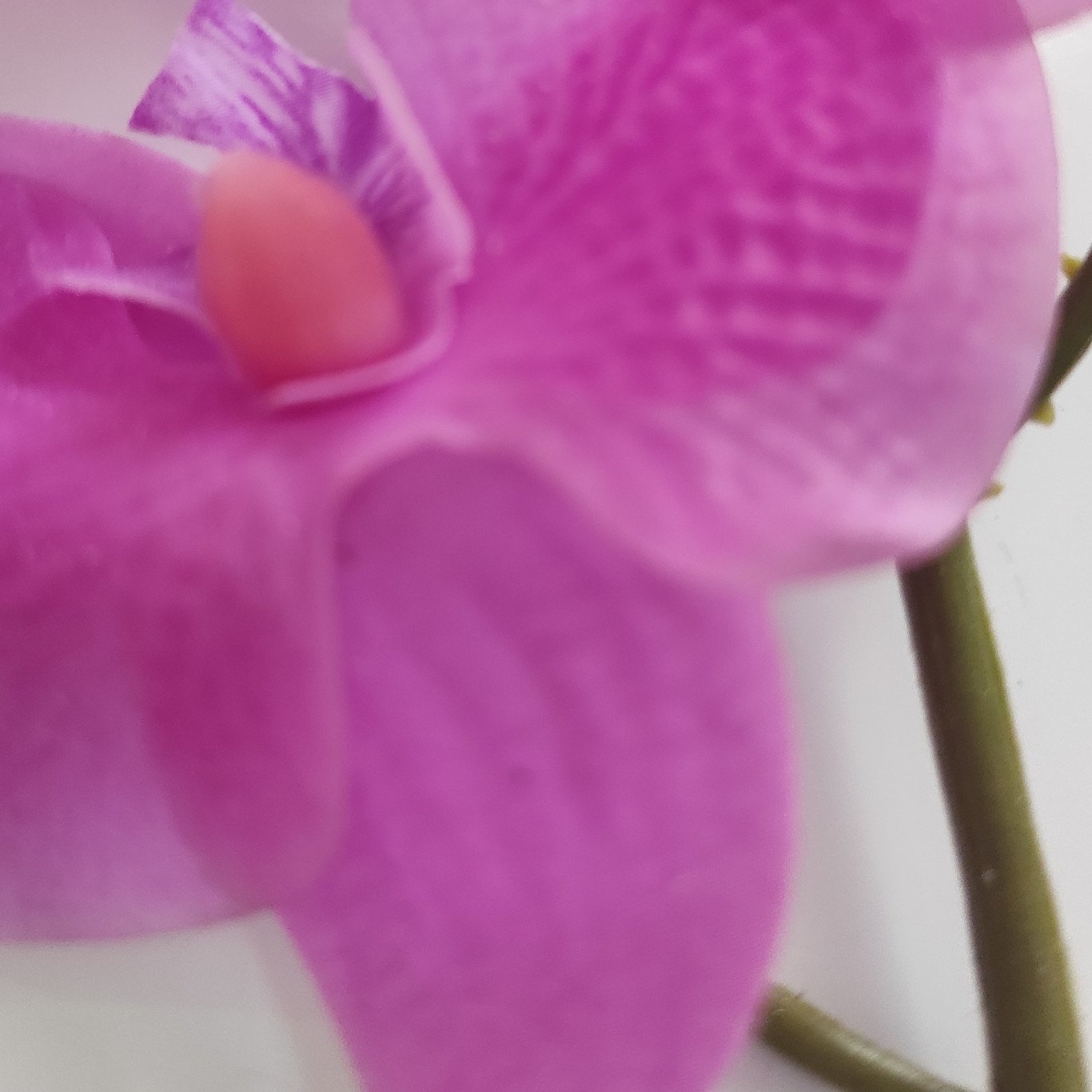 Flor Artificial Orquídea Branco com Rosa 1 Galho 55cm - 3